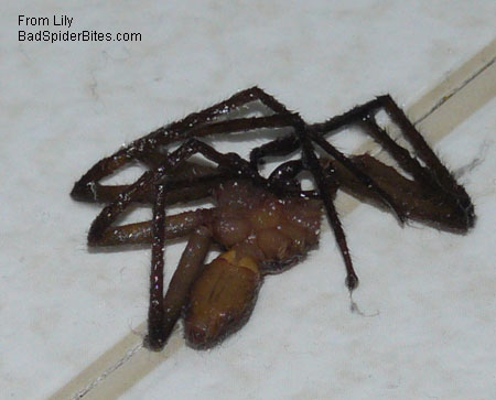 brown spider