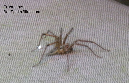 hobo spider