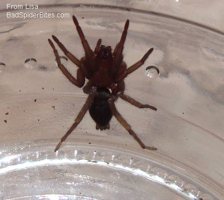 brown spider