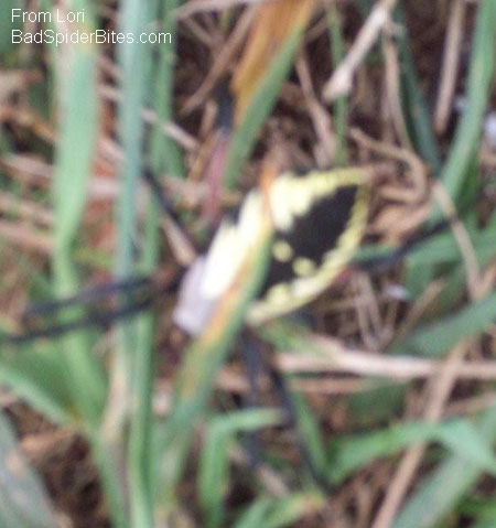 yellow and black spider