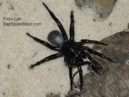 trap door spider