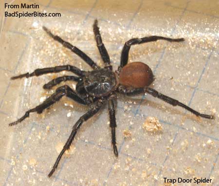 trap door spider