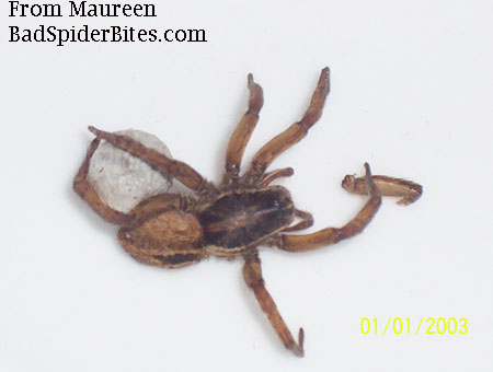 brown spider