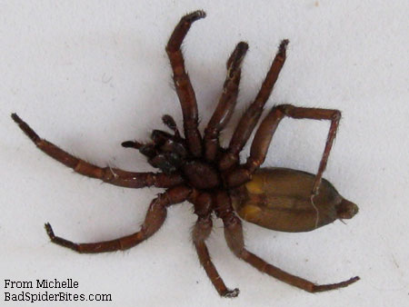 brown spider