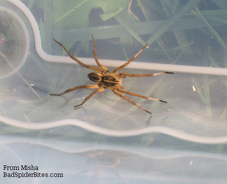 brown spider with black markings