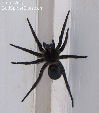 black spider