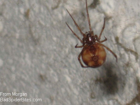 light and dark brown spider