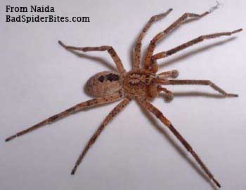 brown spider