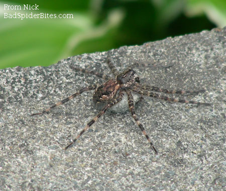 black and brown spider