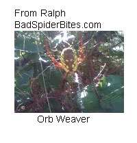 orb weaver