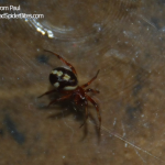 paul-black-red-spider