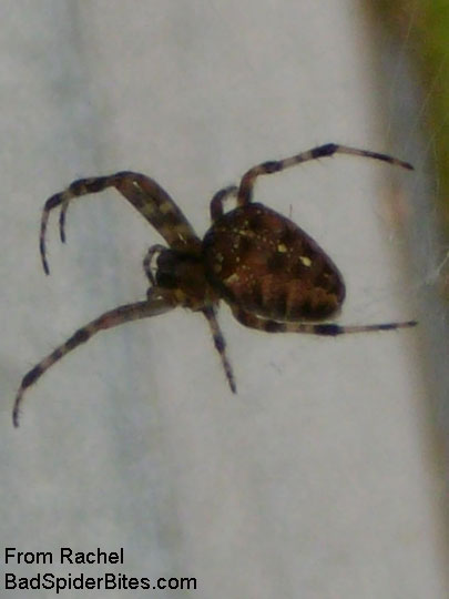 stripe spider