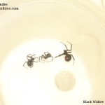 Picture of 3 Black Widow Spiders