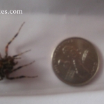 Picture of a black spider next to a penny