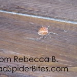 Crab Spider