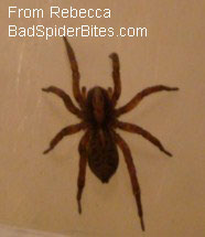 tanish brown spider