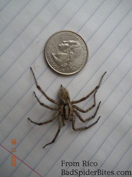 grey spider