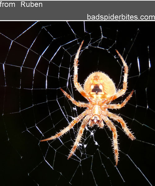 orange spider