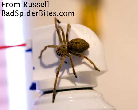 brown spider