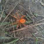 Picture of an Orange Spider