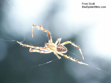 yellowish tan spider