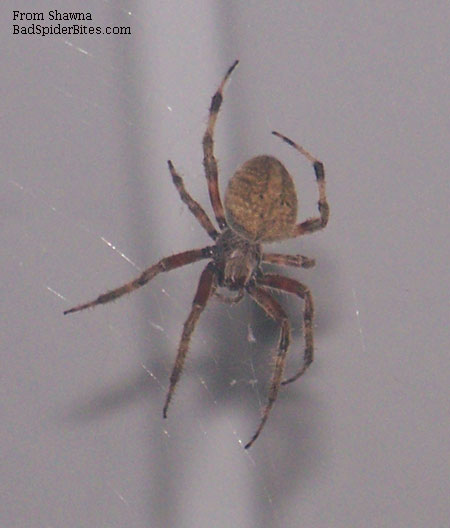 brown spider with black details