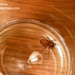 Brownish Red Spider