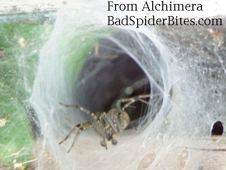 funnel web spider