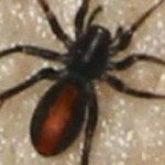 Black spider with red back