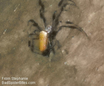 orange back spider