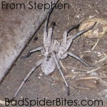 Grey Spider