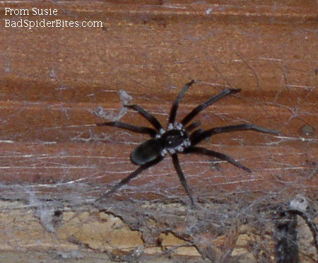 black spider with gray on legs