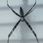 garden spider