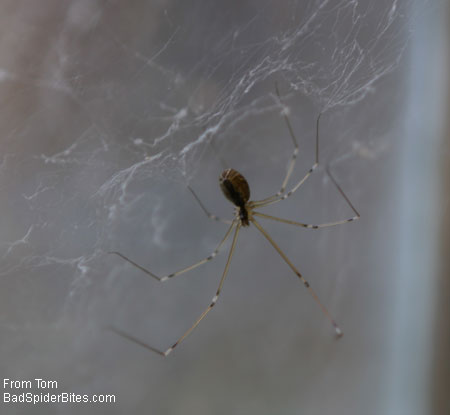 mottled grey and brown spider