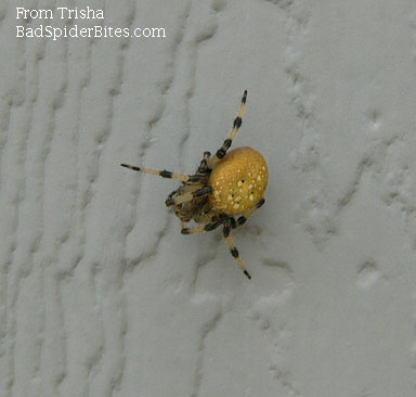 yellow spider