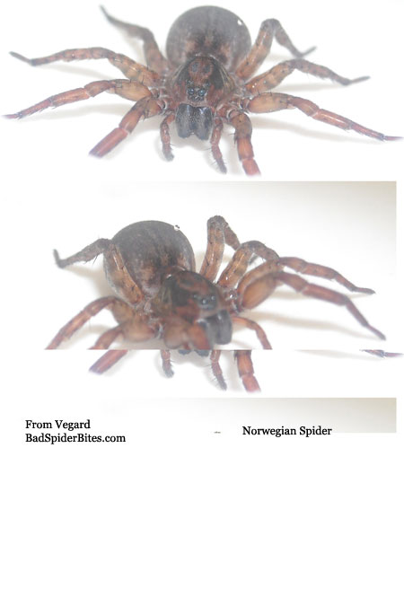 dark reddish brown spider