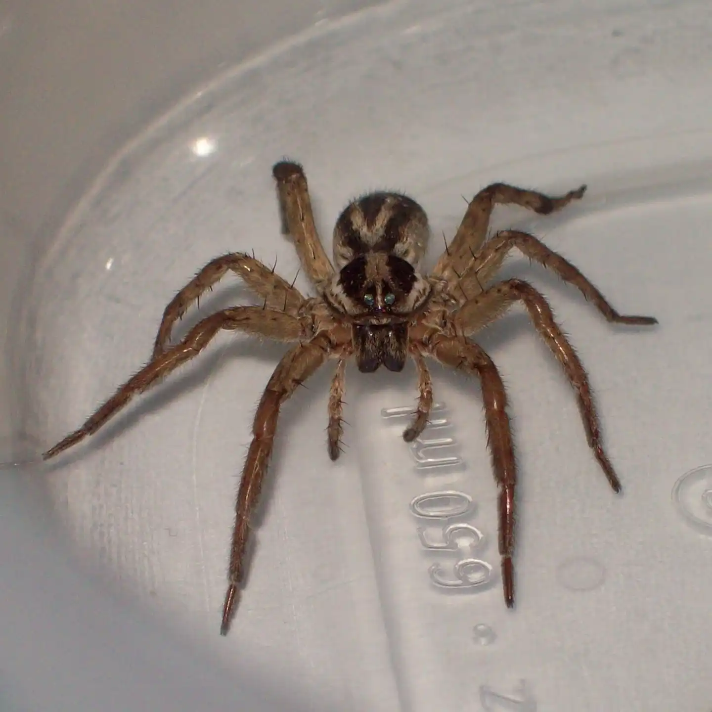 Wolf Spider and what to do if you are bitten.