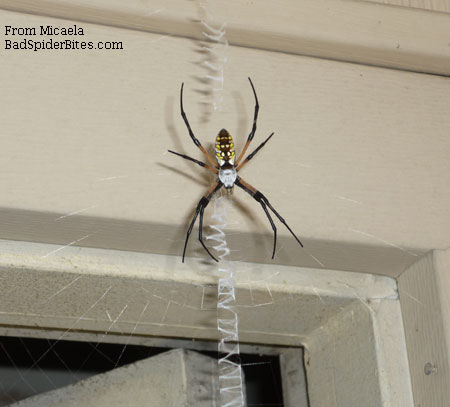 black spider with yellow dots