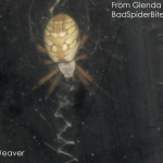 yellow orb weaver