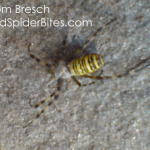 yellow stripped spider