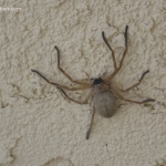 Picture of a tan colored spider